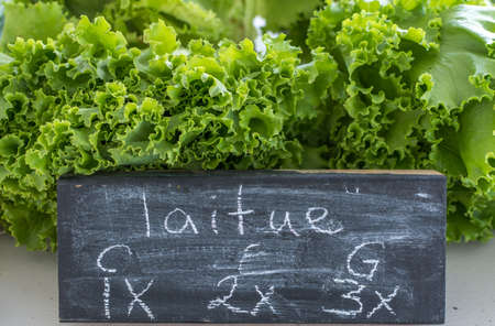 Organic Green Lettuce For Sale at Local Family Farmers Market, Mirabel, Quebec, Canadaの写真素材