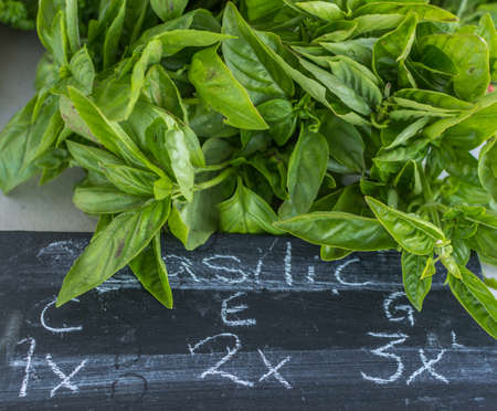 Organic Basil For Sale at Local Family Farmers Market, Mirabel, Quebec, Canadaの写真素材