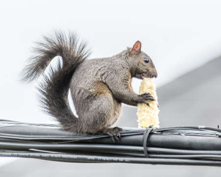 Corn on the Cob  for an Agile Squirrel Up In The Airの写真素材