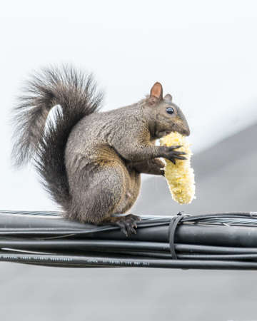 Corn on the Cob  for an Agile Squirrel Up In The Airの写真素材
