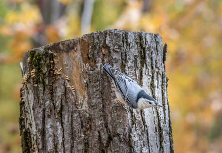 White-breasted nuthatch at Tylee Marsh, Rosemere, Quebecの写真素材