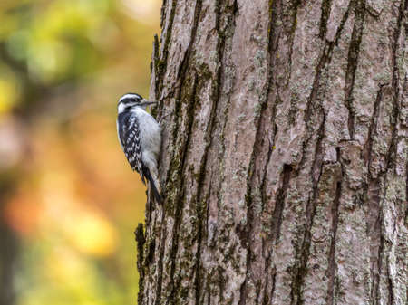 Downy Woodpecker, Tylee Marsh, Rosemere, Quebecの写真素材