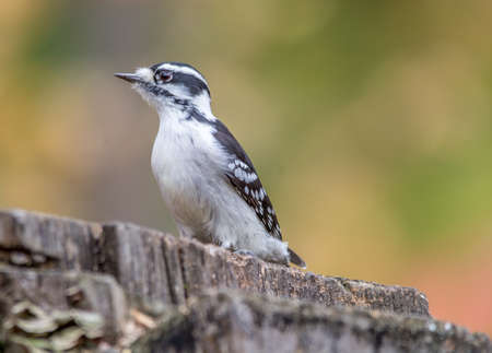 Female Woodpecker , Tylee Marsh wooden trail, Rosemere, Quebec.の写真素材