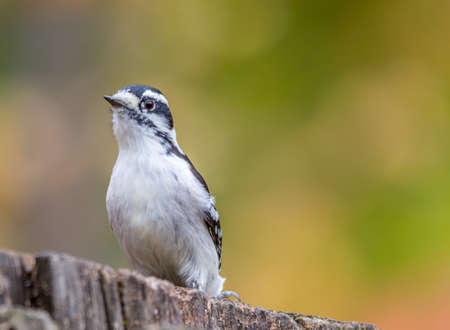 Female Woodpecker, Tylee Marsh, Rosemere, Quebec.の写真素材