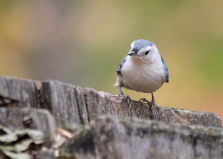 White-breasted nuthatch, Tylee Marsh, Rosemere, Quebecの写真素材