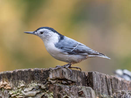 White-breasted nuthatch at Tylee Marsh, Rosemere, Quebec, Canadaの写真素材