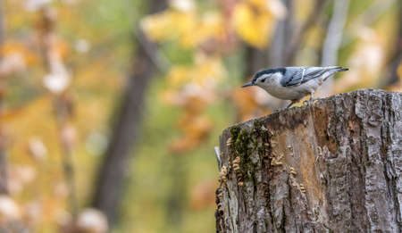 White-breasted nuthatch at Tylee Marsh, Rosemere, Quebec, Canadaの写真素材