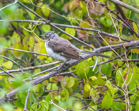 Juvenile Brown Trasher  Undergoing a Molt before it gets it distinctive chest patternの写真素材