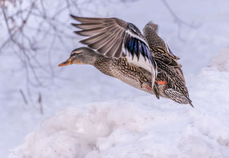 Female Mallard Landing in the Golden Light of Late Afternoon.の写真素材