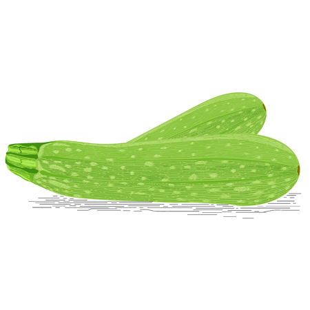 Set Of Fresh Ripe Zucchini Isolated On A White Backgroundのイラスト素材