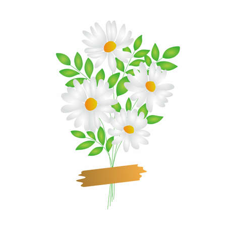 Daisy flowers illustrationのイラスト素材