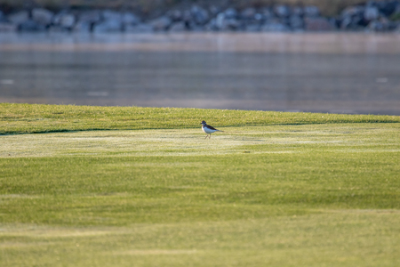 Sandpiper on the golf course with green grassの写真素材