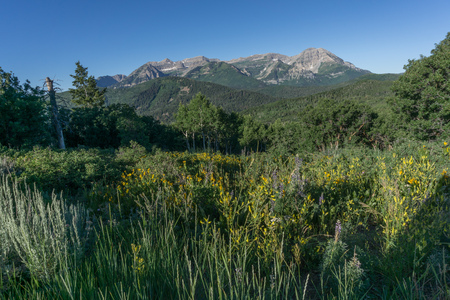 Wildflowers with Rocky Mountains in background during spring with a clear blue skyの写真素材