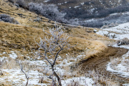 lone tree isolated and covered in frost in winter in a canyonの写真素材