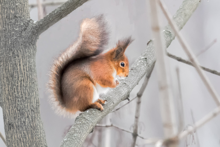 Cute close up of a Eurasian red squirrel with bright fur on a tree with a white background folding arms.の写真素材