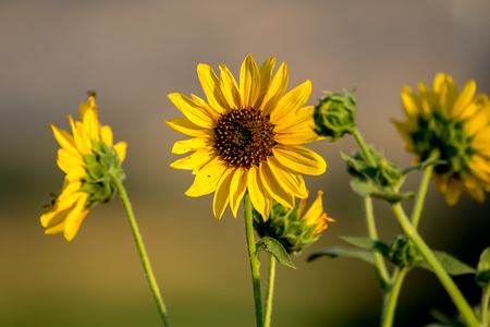 Macro shot of wild sunflowers in a meadow on a brite autumn day with a blurred backgroundの写真素材