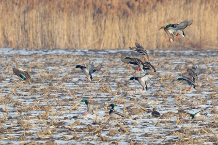 large flock of mallard ducks land on a farm field in winter during migration.の写真素材