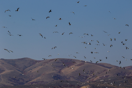 Large groups od seagulls blast off with foothills in the background against a blue skyの写真素材