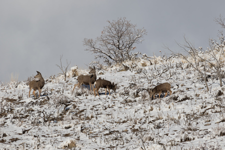 Group of mule deer on the mountainside in winter foraging for food.の写真素材