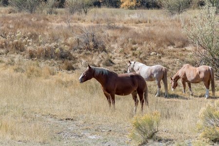Three horses in a free range meadow in autumn with dry grass all around.の写真素材