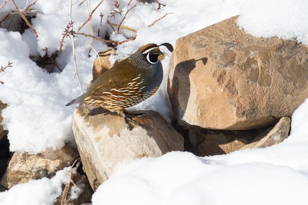 California quail in snowy winter setting perched on a rock in the wildの写真素材