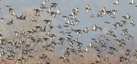 Hundreds of mallard ducks blast off in a large group over fields and meadows in the winter.の写真素材
