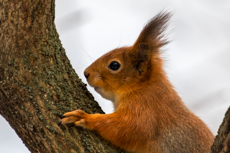 Close up of a Eurasian red squirrel with bright fur on a tree with a white background.の写真素材