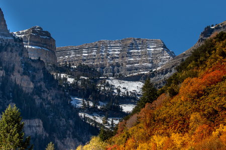 Aspen grove in autumn showing golden slope with rocky mountains in the backgroundの写真素材