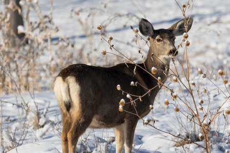 Mule deer doe peering through the thistles and weeds at somehting in the distance with ears alert.の写真素材