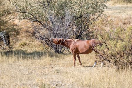 Horse laughing in an autumn meadow with dry scrub and trees in the background.の写真素材