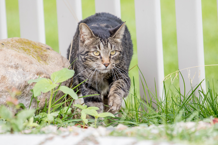 Sly cat sneaking into the yard through the fence to hunt birdsの写真素材