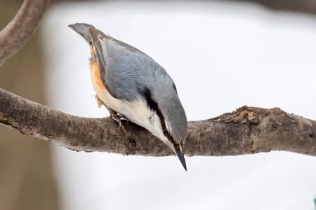 Close up of an Eurasian nuthatch peering down intently from a tree branchの写真素材
