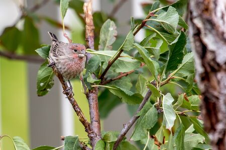 Female house finch perched on a green tree branchの写真素材