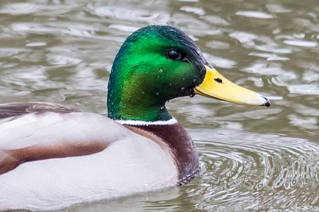 close up of male mallard duck with water droplets and getail on his head. Swimming in a pond alone.の写真素材