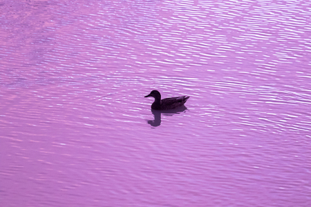Silhouette of a duck with a pink background at sunset on a lakeの写真素材