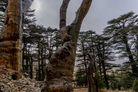 Dead stump in a cedar grove in ancient Lebanonの写真素材