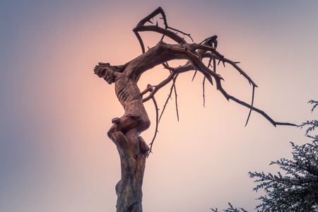 Christ crucifixion carved into a tree in Lebanonの写真素材