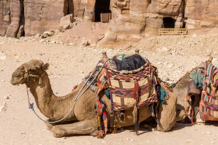 Jordan Middle East November 2017, Colorful Camels in waiting at the Rose City.の写真素材