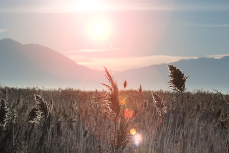 Ladscape of the sun with the focus on a isolated plant with lens flare and blurred backgroundの写真素材