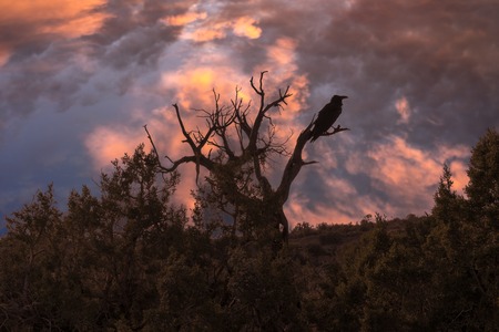 Stunning silhouette of a crow and tree with a brilliant sunset and dramatic skyの写真素材