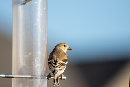 A wild American goldfinch sets on a feeder looking for foodの写真素材