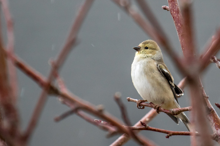 Female American goldfinch perched on a tree branch in the light rain.の写真素材