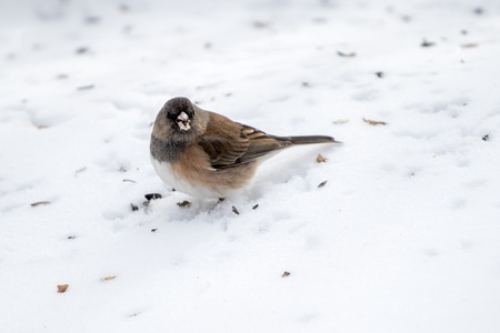 Adult Dark-eyed junco eating sunflower seeds off the snow on a cold, winter day.の写真素材