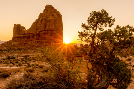 Golden desert landscape with rock and sparse vegetationの写真素材