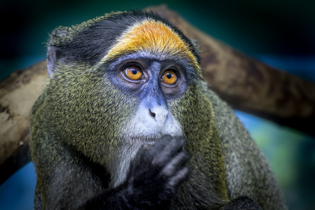 Close up portriat of a golden monkey of Rwandaの写真素材