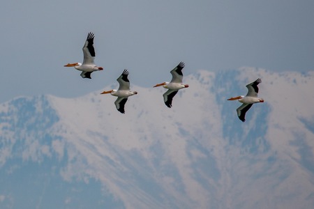 A group of four American White Pelicans on a migration path with the Rocky mountains in the backgroundの写真素材