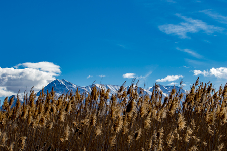 Pampas grass in the foreground with the Rocky Mountains and cloudy sky inthe backgroundの写真素材