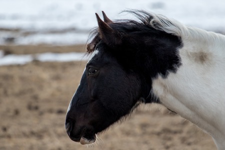 Paint horse in shaggy winter coat looking away from the camera with snow in the backgroundの写真素材