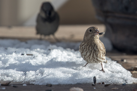Adult, female house finch eating seeds off a back yard deck with a sparrow in the backgroundの写真素材