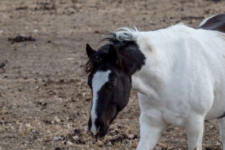 Paint horse in shaggy winter coat looking away from the camera with snow in the backgroundの写真素材
